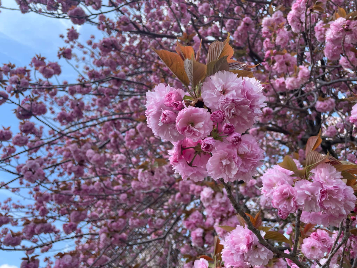 秦野市　八重桜
