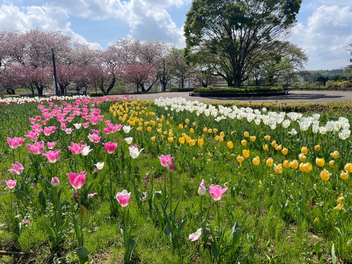 戸川公園 チューリップ 春